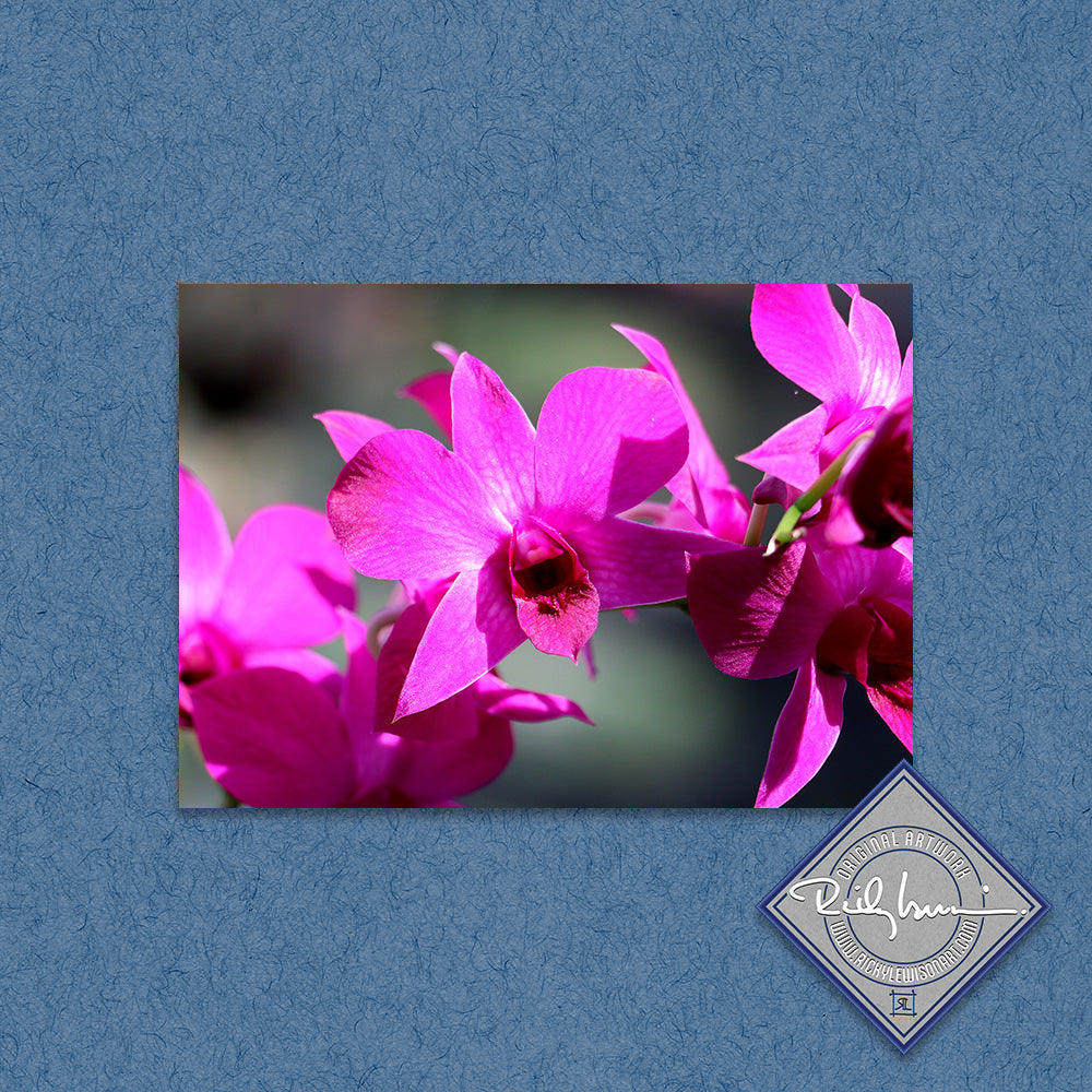 Purple Orchid