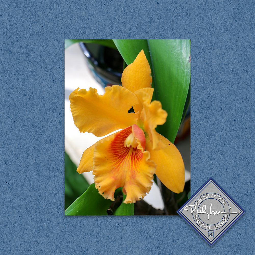 Orange Orchid