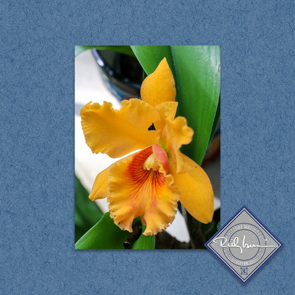 Orange Orchid