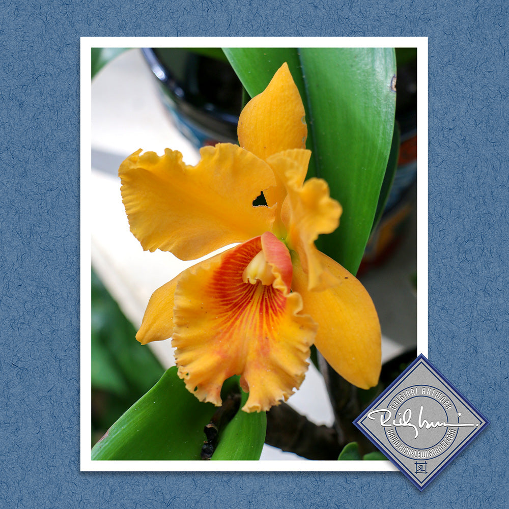 Orange Orchid