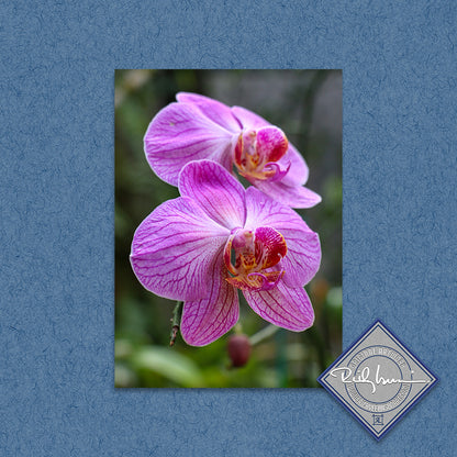 Pink Moth Orchid