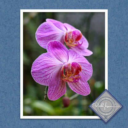 Pink Moth Orchid