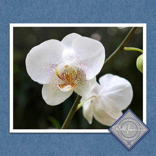 White Orchid