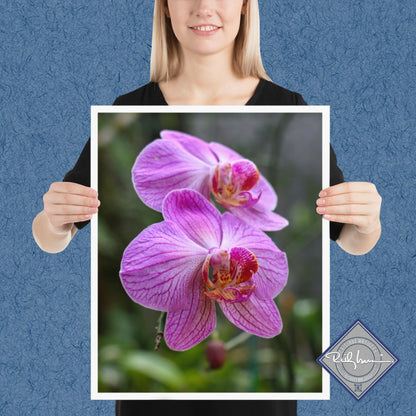 Pink Moth Orchid