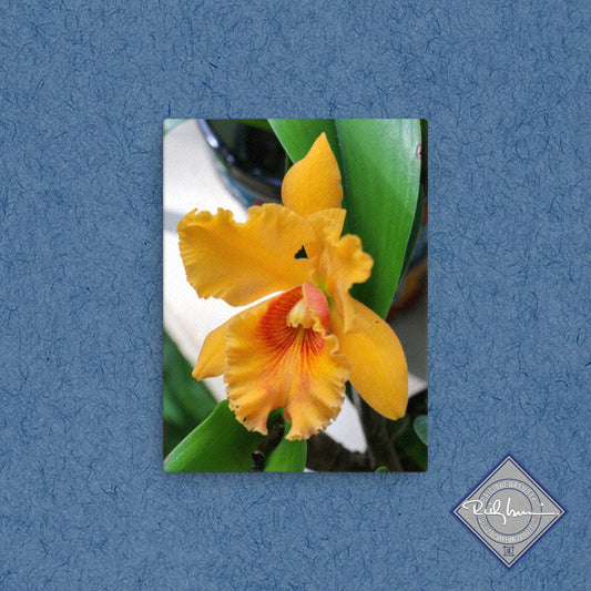 Orange Orchid