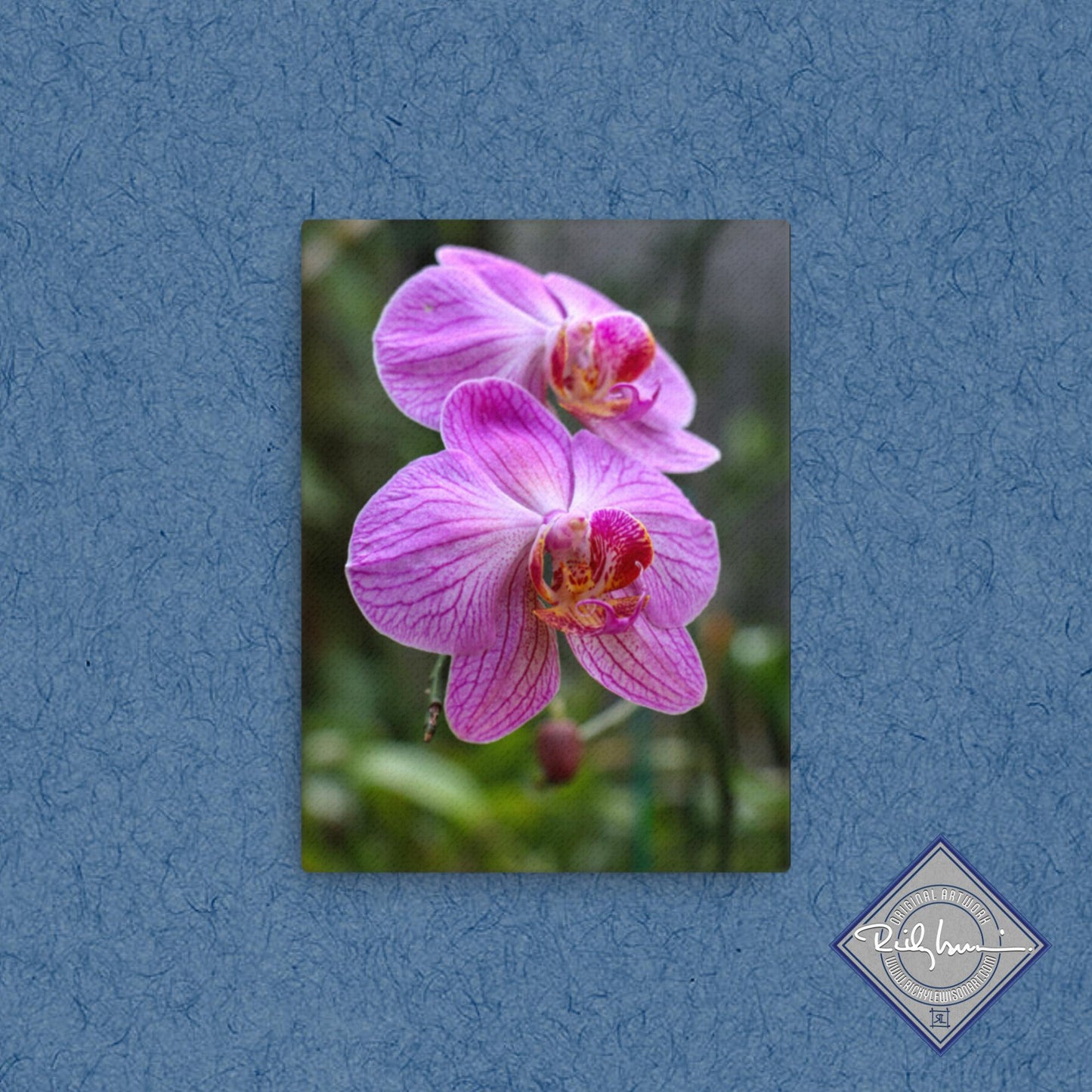 Pink Moth Orchid